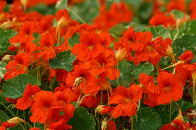 Tropaeolum majus